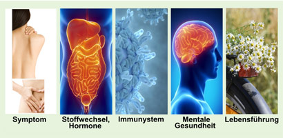 Fünf-Säulen-Therapie, Immunsystem, Stoffwechsel, Hormone